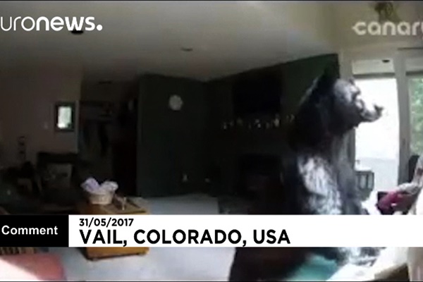 فیلم | ورود سرزده بچه خرس سیاه به یک خانه