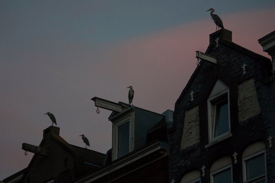 تصاویر | زندگی مسالمت‌آمیز لک‌لک‌ها با شهروندان آمستردام