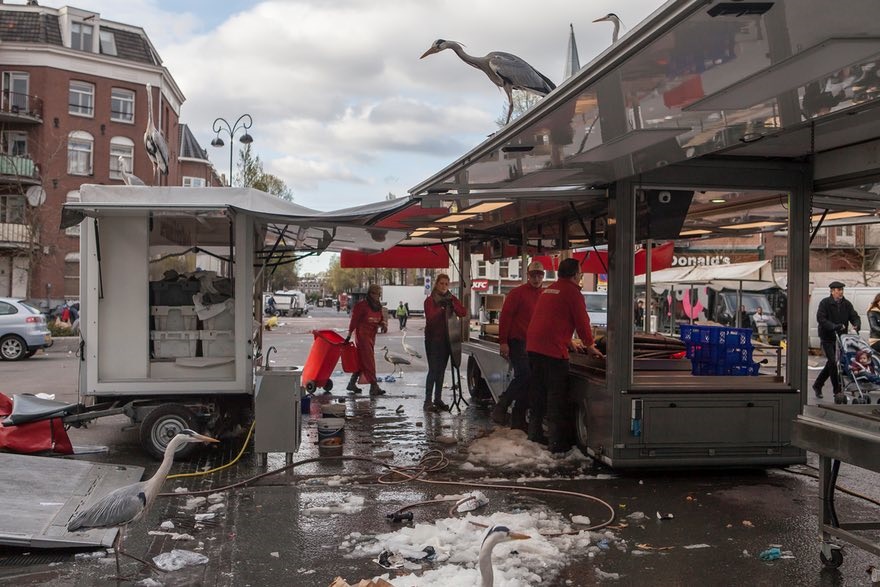 تصاویر | زندگی مسالمت‌آمیز لک‌لک‌ها با شهروندان آمستردام