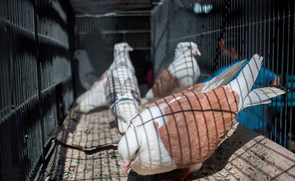 از قفس تا قفس؛ روایتی تصویری از بازار خرید و فروش پرندگان زینتی
