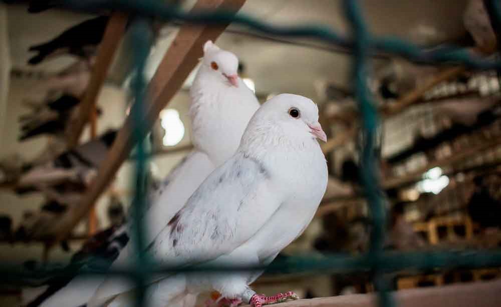 از قفس تا قفس؛ روایتی تصویری از بازار خرید و فروش پرندگان زینتی