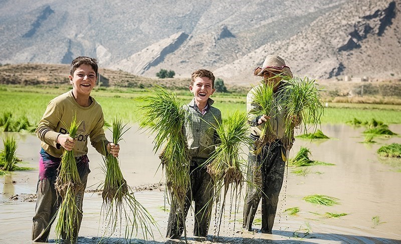 تصاویر | بی‌توجهی مردم فارس به خطر خشکسالی و کشت برنج در مناطق کم‌آب