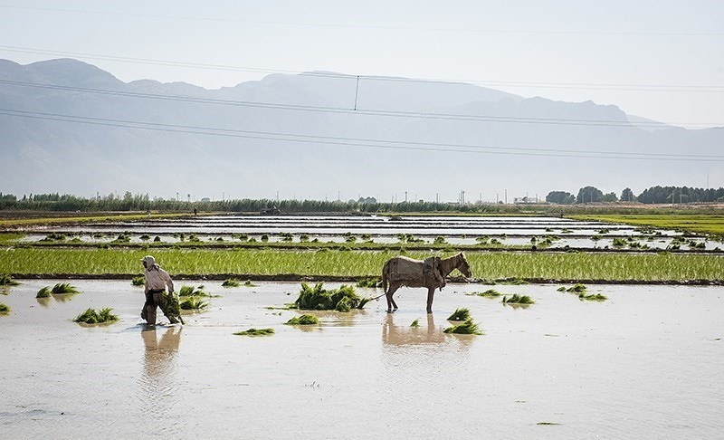 تصاویر | بی‌توجهی مردم فارس به خطر خشکسالی و کشت برنج در مناطق کم‌آب