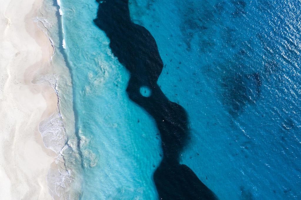 تصاویر | شنای مشترک انسان‌ و کوسه در سواحل غرب استرالیا