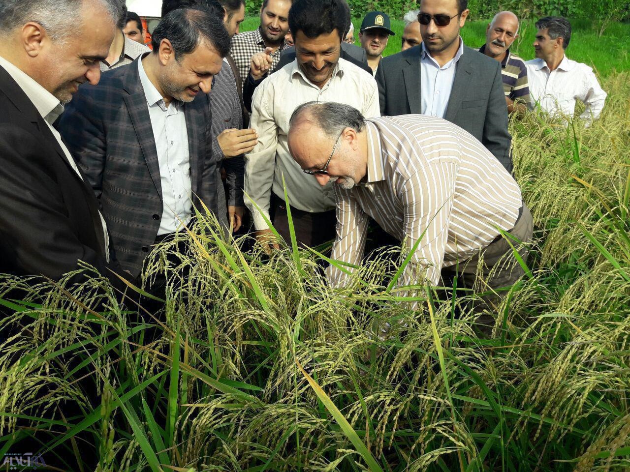 نخستین برداشت مکانیزه برنج در استان گیلان آغازشد