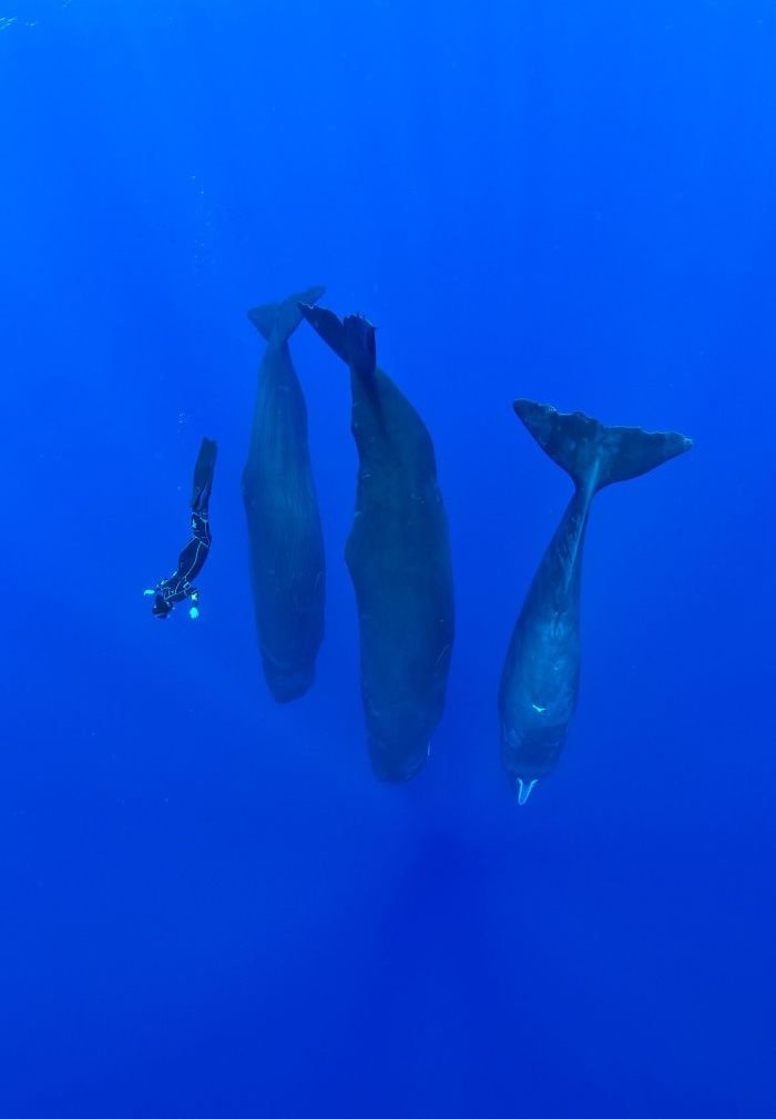 تصاویر | نهنگ‌های عنبر چگونه می‌خوابند؟