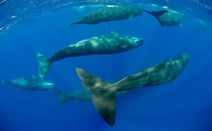 تصاویر | نهنگ‌های عنبر چگونه می‌خوابند؟