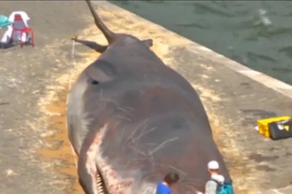 فیلم | پیدا شدن نهنگ غول‌پیکر در پاریس همه را شگفت‌زده کرد