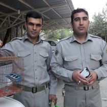 دستگیری متخلفین زنده گیری 23 قطعه سهره در خرم آباد
