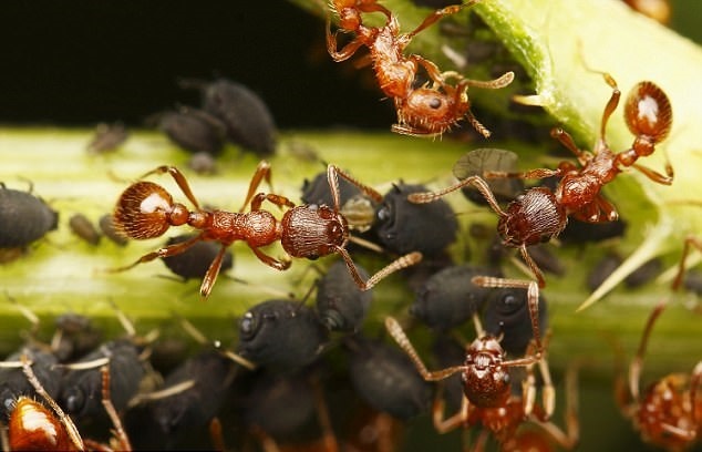 تصاویر | مورچه‌هایی که جهان را اداره می‌کنند