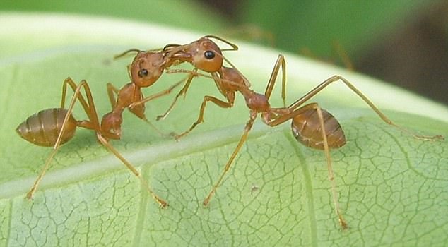 تصاویر | مورچه‌هایی که جهان را اداره می‌کنند