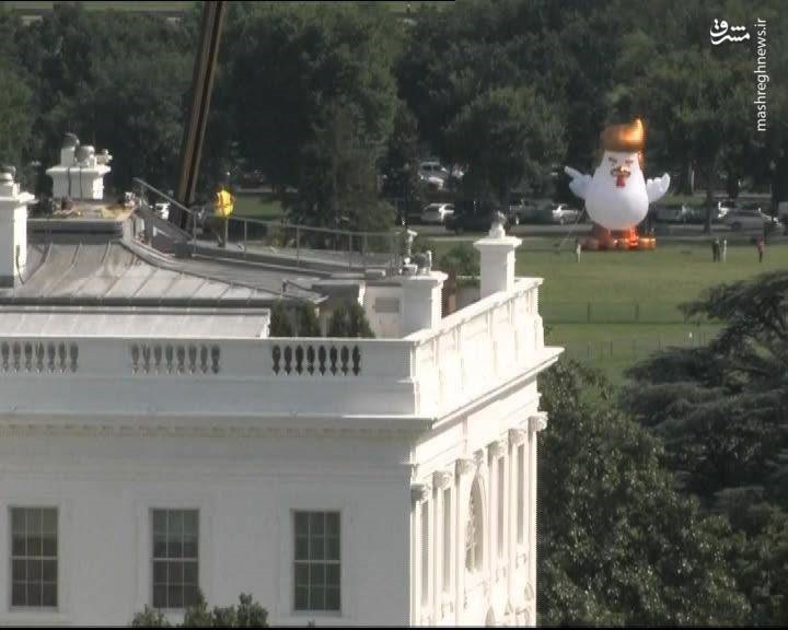 عکس | باد کردن بالن خروسی شبیه به ترامپ در مقابل کاخ سفید