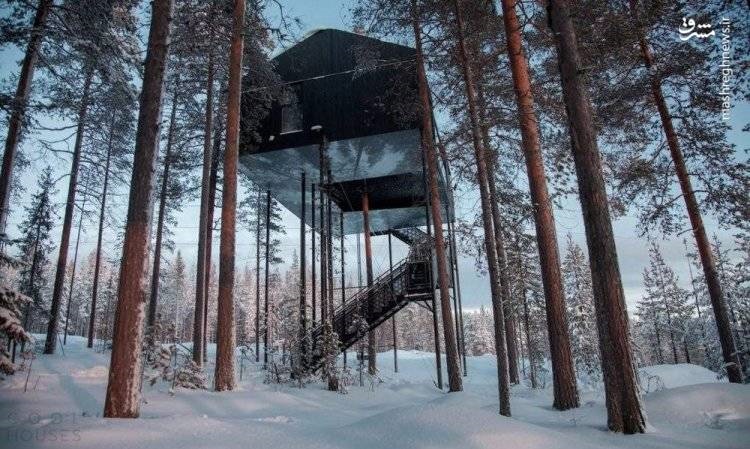 تصاویر | هتل درختی در جنگل‌های کاج نروژ!