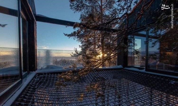 تصاویر | هتل درختی در جنگل‌های کاج نروژ!