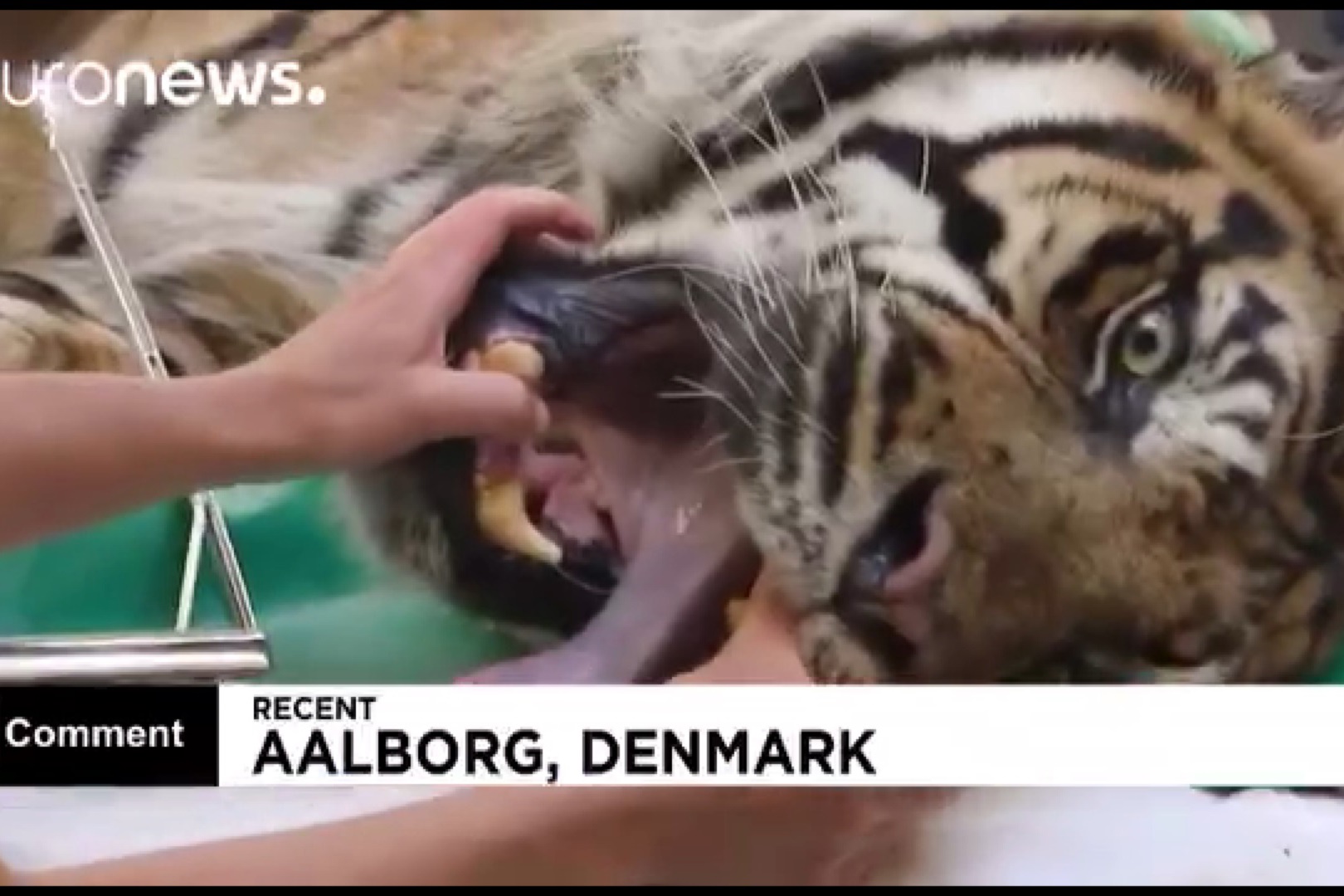 فیلم | جراحی دندان یک ببر ساماترا در باغ وحش دانمارک