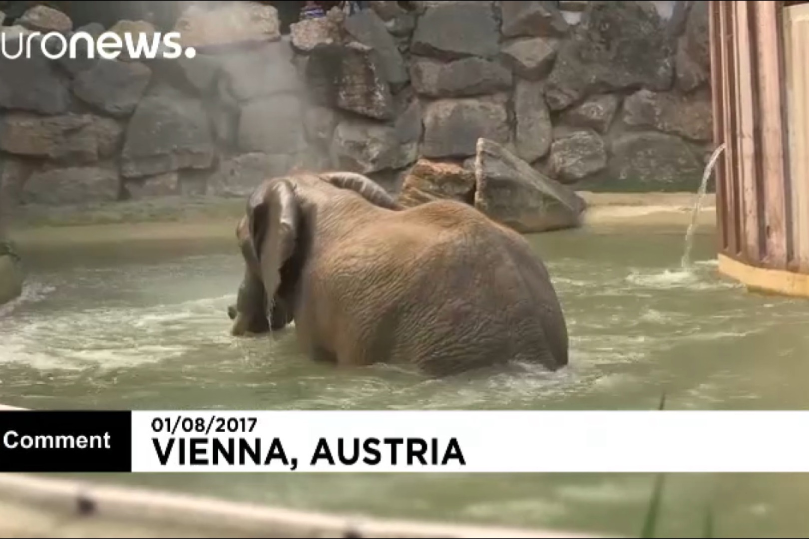 فیلم | استخری برای فیل‌های باغ وحش وین با گنجایش ۱۵۰۰وان حمام