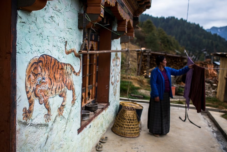 تصاویر | در جستجوی ببرهای کمیاب بوتان