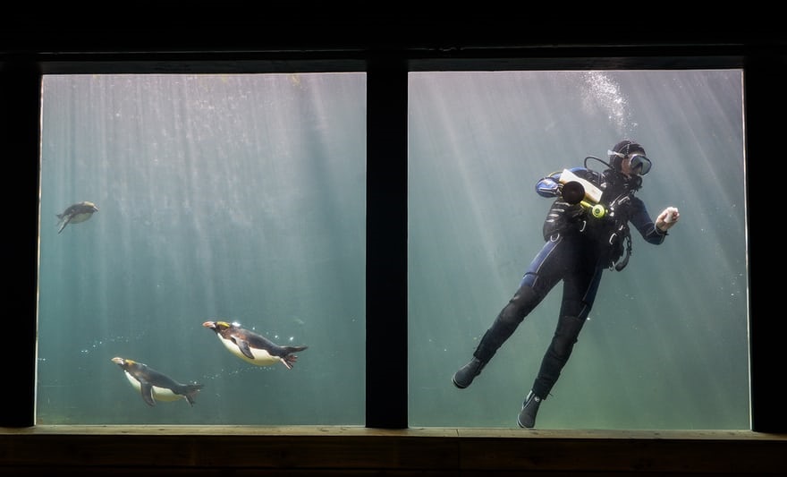 عکس | تمیز کردن شیشه‌های آکواریوم در کنار پنگوئون‌ها