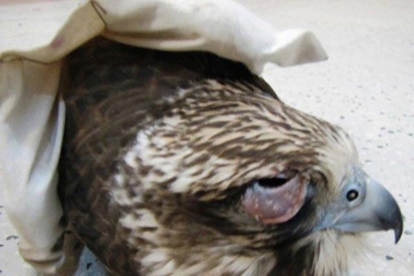 قاچاقچیان پرندگان شکاری به تحمل سه سال زندان محکوم شدند