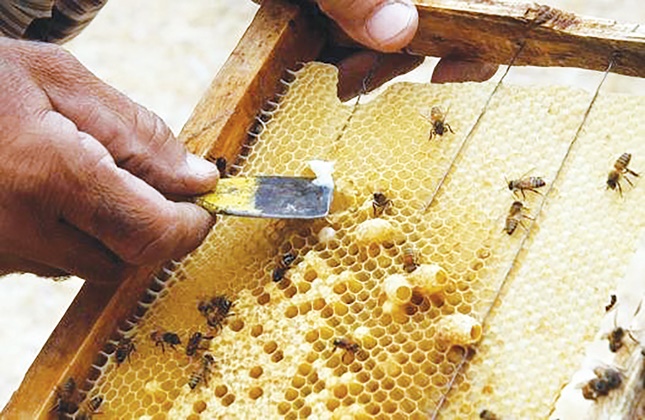 تولید خوراک ملکه زنبورها در زنجان