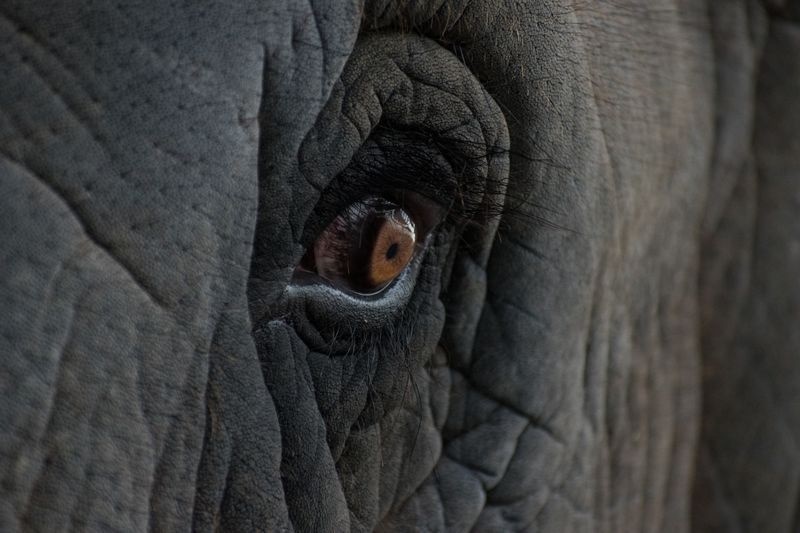 عکس | نگاه نافذ یک فیل در عکس روز نشنال‌جئوگرافیک 