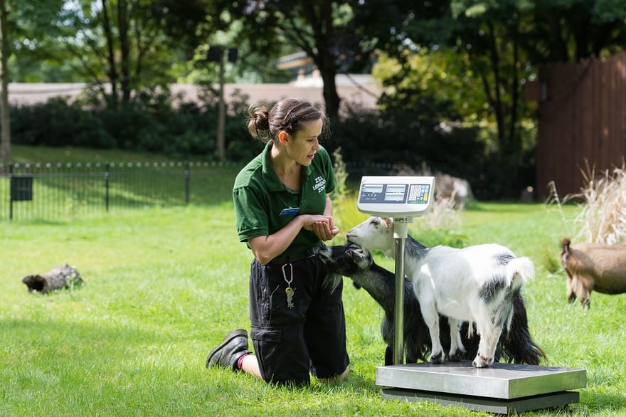 تصاویر دیدنی از وزن‌کشی سالانه حیوانات در باغ وحش لندن