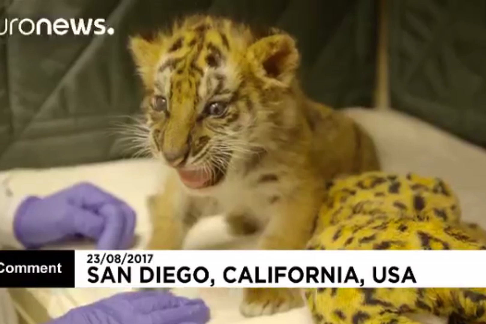 فیلم | ببر نوزادی که در بازرسی خودرو پیدا شده بود به باغ‌وحش فرستاده شد
