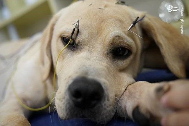 تصاویر | درمان حیوانات با طب سوزنی