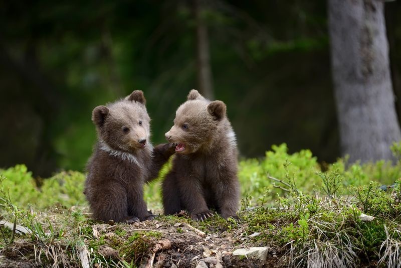 عکس | بازی توله خرس‌ها در عکس روز نشنال‌جئوگرفیک