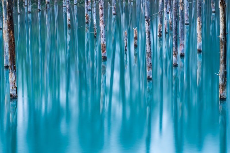 عکس | درخشش آبی درختان در عکس روز نشنال جئوگرافیک