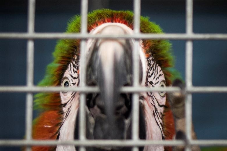 تصاویر | مجافظت از حیوانات باغ‌وحش میامی در برابر طوفان ایرما