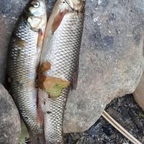 دستگیری متخلفین صید غیر مجاز ماهی در شهرستان چگنی