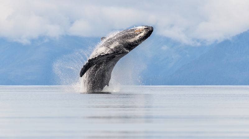 عکس | پرش تماشایی نهنگ در عکس روز نشنال جئوگرافیک