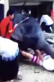 سرگردانی ۲ گردشگر ایرانی در تایلند بعد از حمله یک فیل!