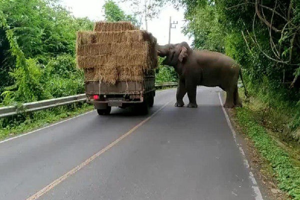 فیلم | فیل گرسنه تایلندی در جاده راهزنی می‌کند! 
