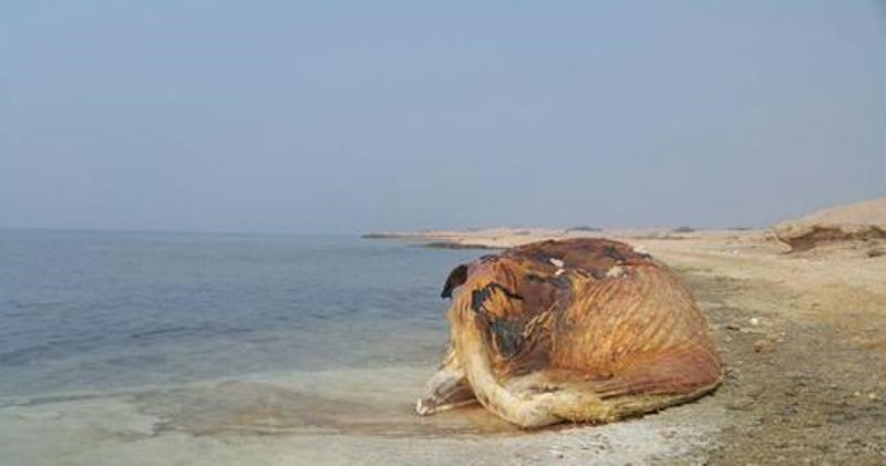 علت مرگ نهنگ ۳۵ تنی در جزیره سیری نامشخص است/ عکس