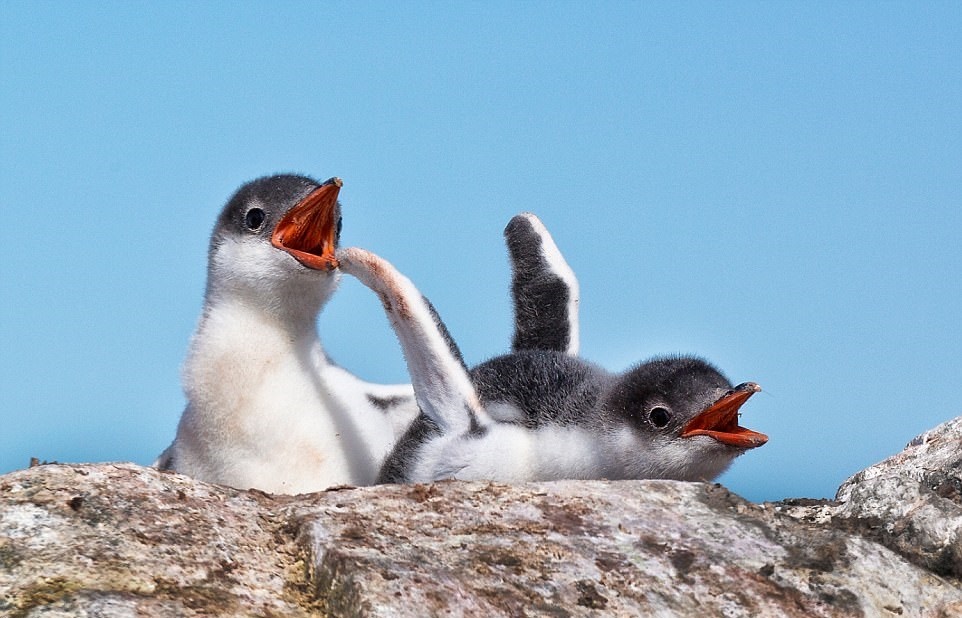 تصاویر | دنیای پنگوئن‌های قطب جنوب از نگاه عکاس آمریکایی