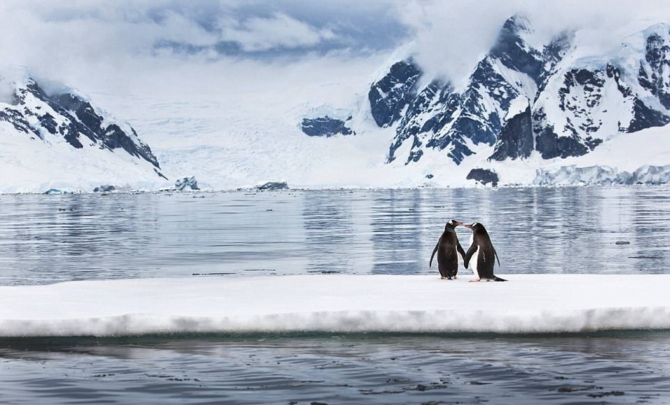 تصاویر | دنیای پنگوئن‌های قطب جنوب از نگاه عکاس آمریکایی