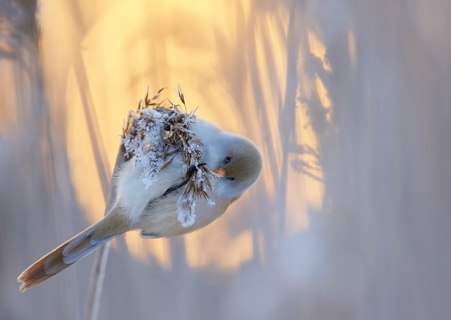 تصاویر برگزیده‌ مسابقه عکاسی از پرندگان در سال ۲۰۱۷