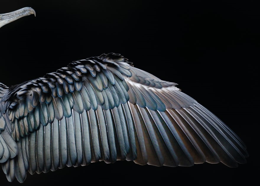 تصاویر برگزیده‌ مسابقه عکاسی از پرندگان در سال ۲۰۱۷