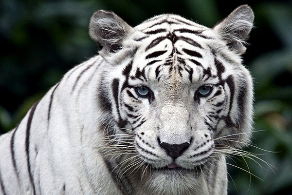 فیلم | ببر سفید باغ‌وحش هند طعمه ۴ ببر بنگال شد