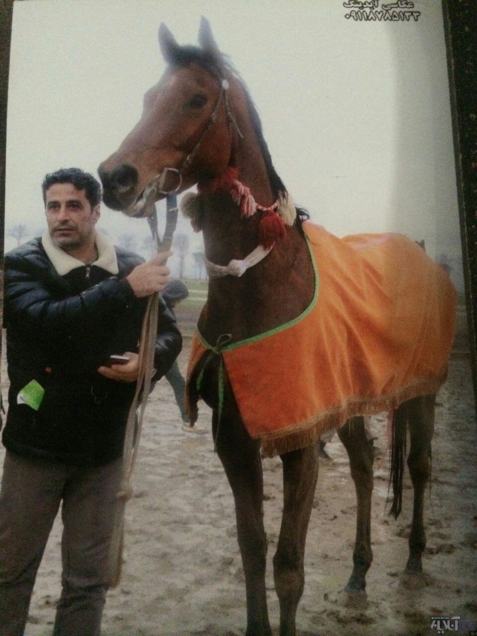 تاخت اسب های اصیل عربی و محلی در خرم آباد  