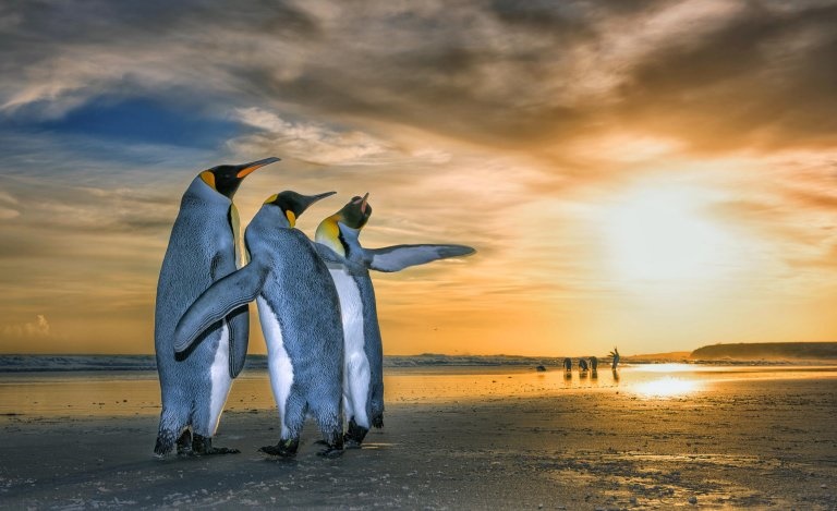 تصاویر | رژه پنگوئن‌ها هنگام طلوع خورشید