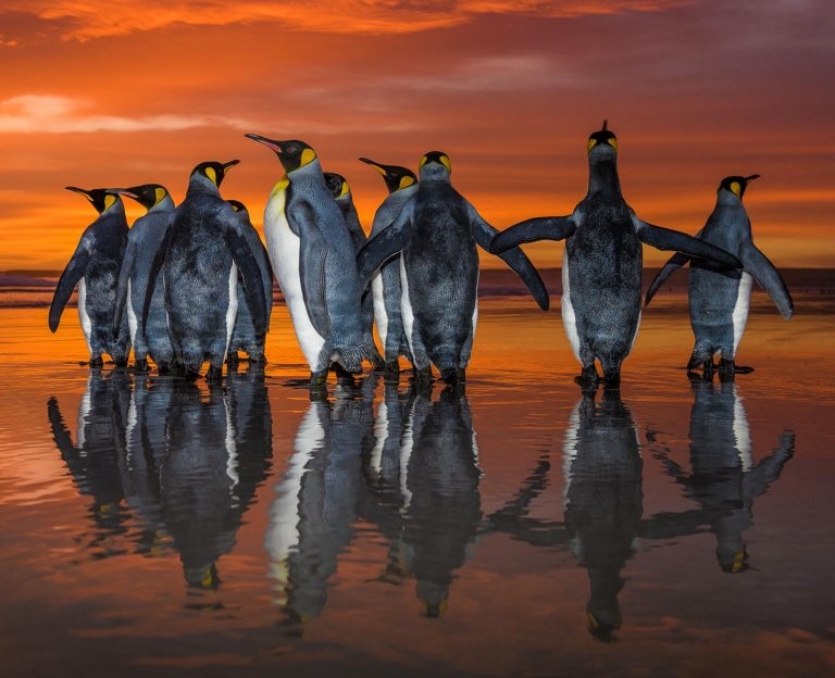 تصاویر | رژه پنگوئن‌ها هنگام طلوع خورشید