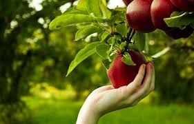 خرید تضمینی سیب درجه سه از باغداران استان زنجان