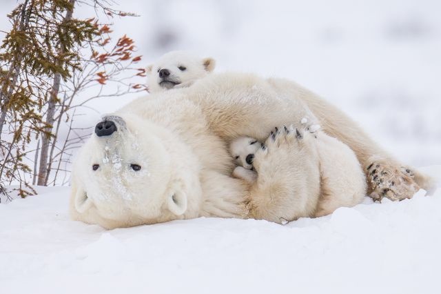 عکس | زنگ تفریح خرس قطبی و توله‌هایش در عکس روز نشنال جئوگرافیک
