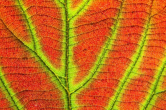 تصاویر | زیبایی‌های فصل پاییز از نگاه نشنال جئوگرافیک
