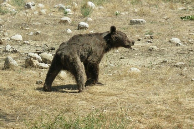 خرس قهوه‌ای پارک ملی گلستان تلف شد/ علت مرگ مشخص نیست