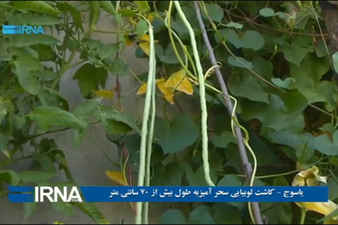فیلم | لوبیای سحرآمیز با محصولی به طول ۷۰ سانتی‌متر در یاسوج