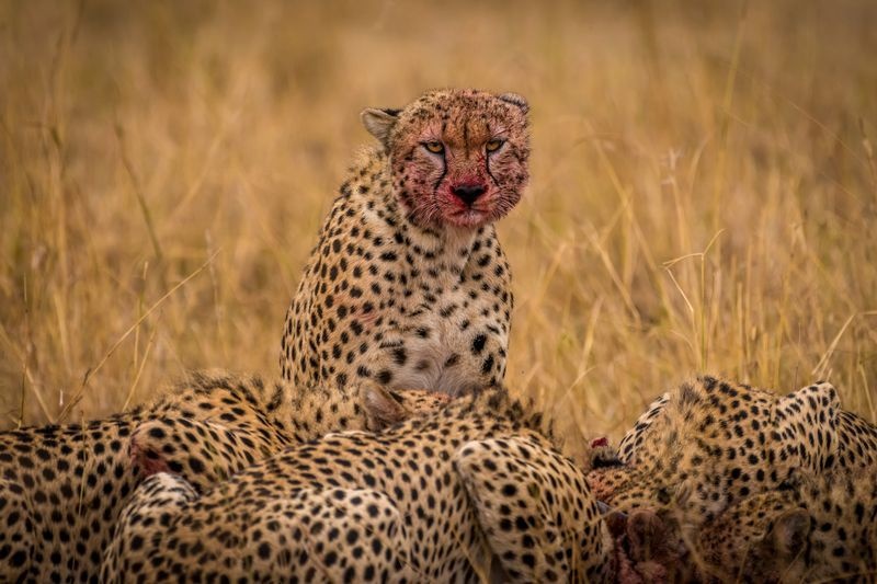 عکس | یوزپلنگ‌های شکارچی در عکس روز نشنال جئوگرافیک